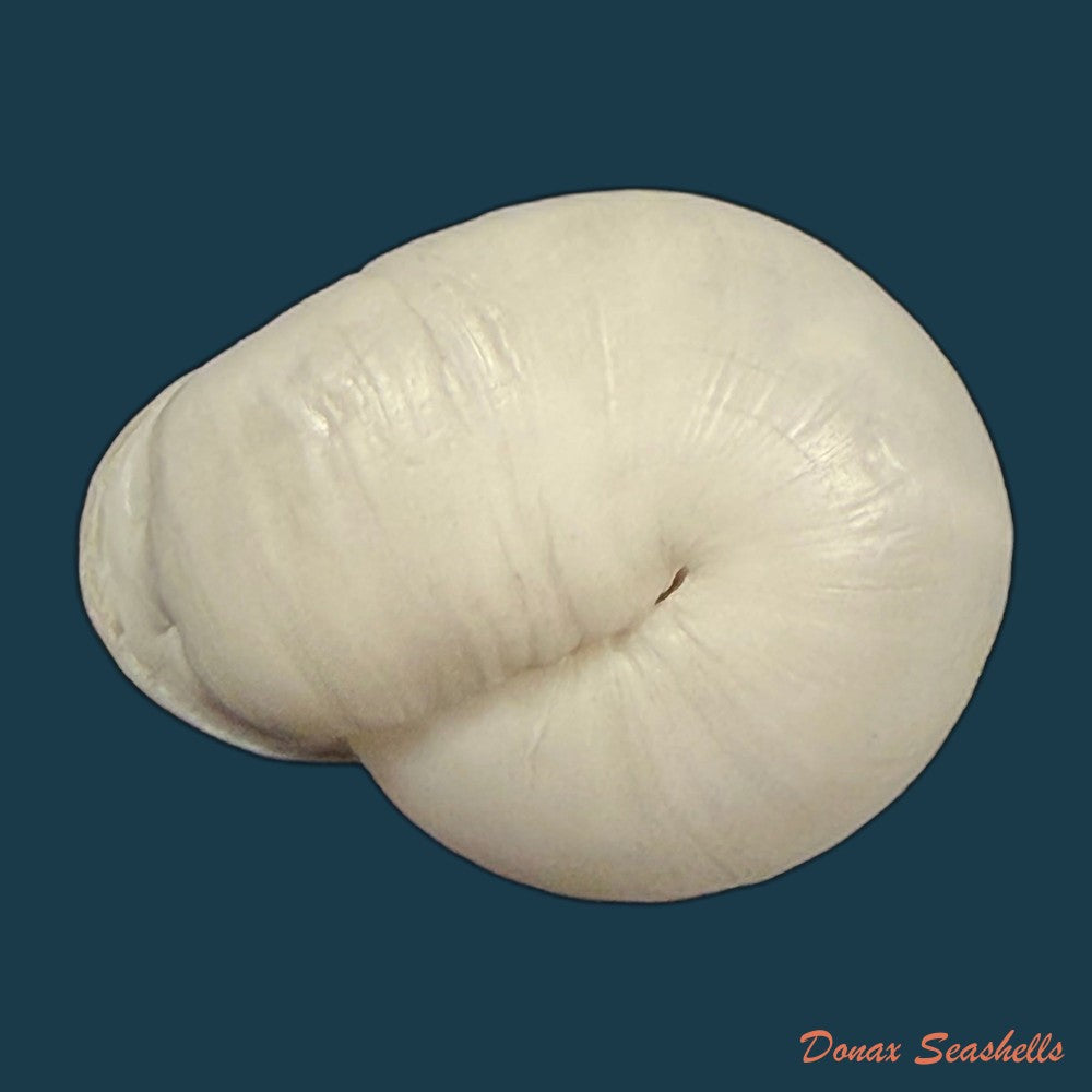 anostoma-depressum-lamarck-1822-39-5mm-copia