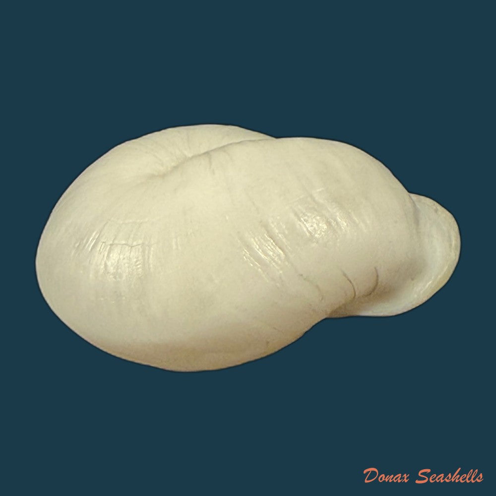 anostoma-depressum-lamarck-1822-39-5mm-copia
