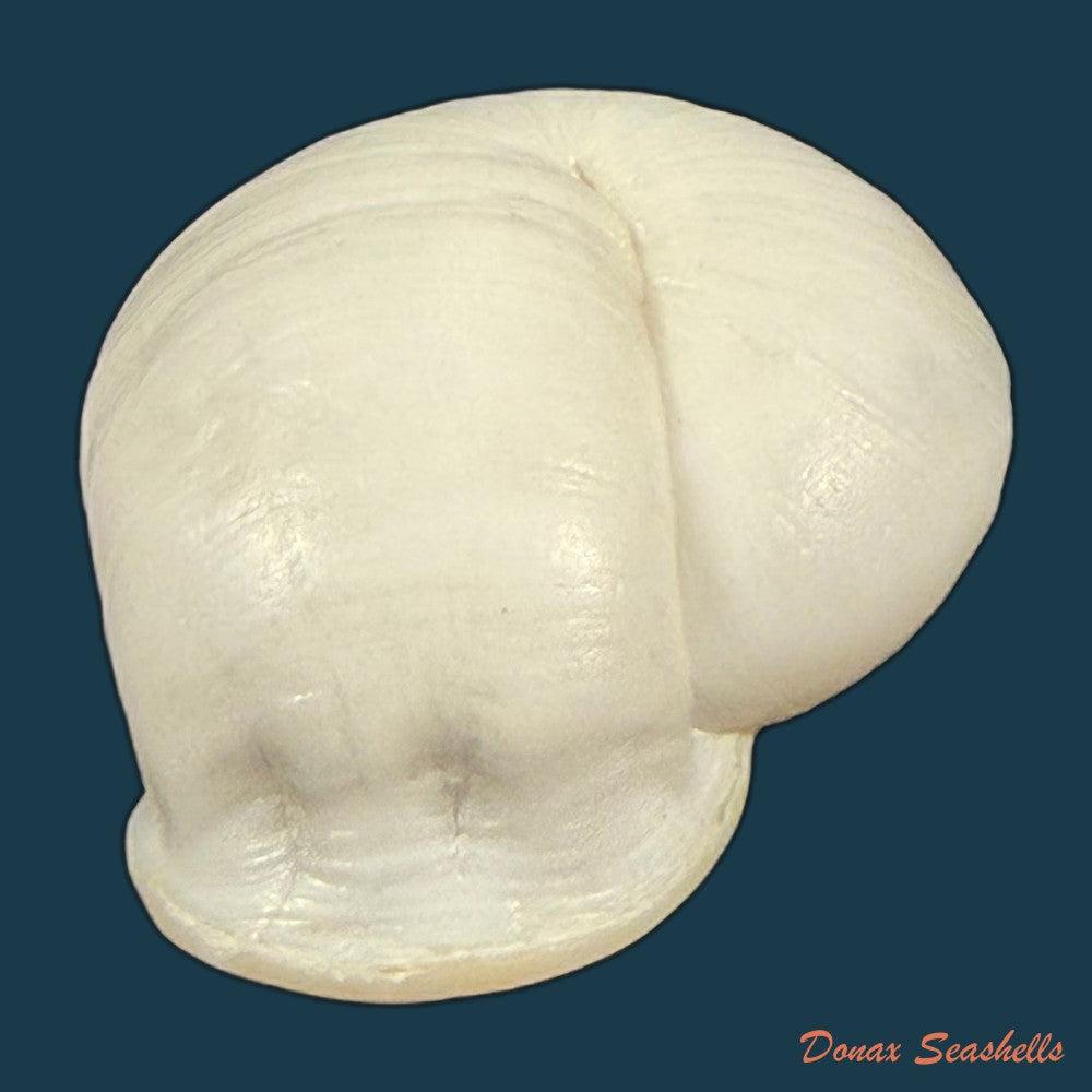 anostoma-depressum-lamarck-1822-39-5mm-copia