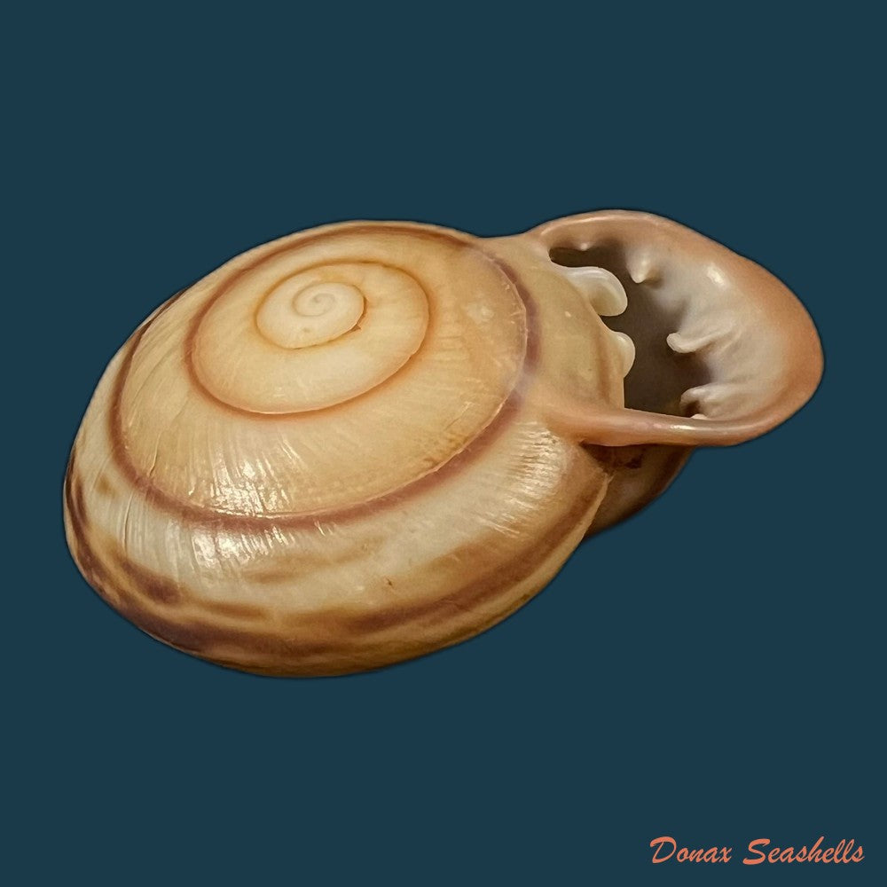 anostoma-octodentatus-verreauxianum-hupe-1857-43-8mm-copia