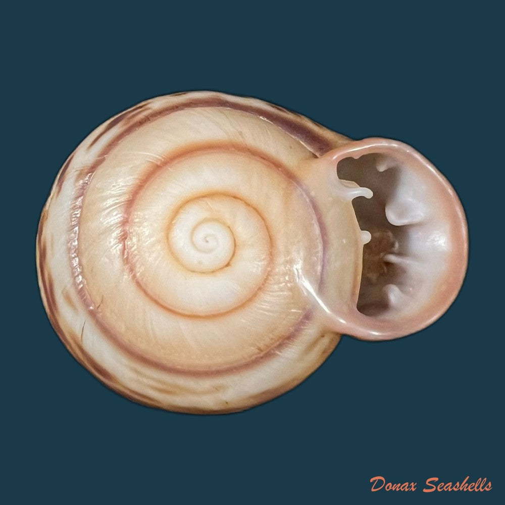 anostoma-octodentatus-verreauxianum-hupe-1857-43-8mm-copia
