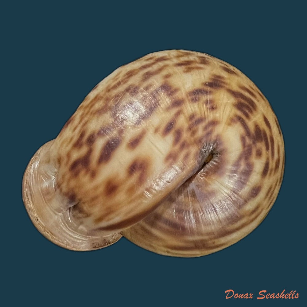 anostoma-octodentatus-verreauxianum-hupe-1857-43-8mm-copia
