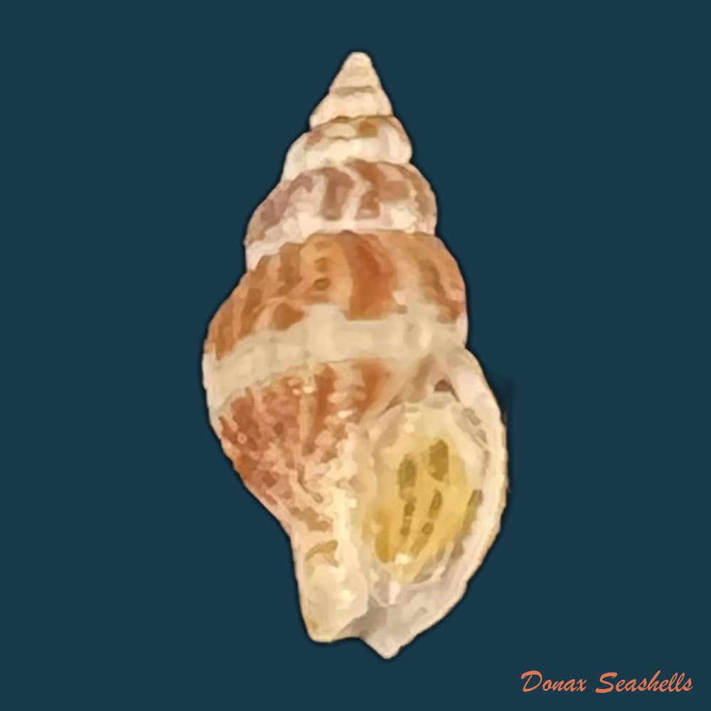 antillophos-candeanus-a-dorbigny-1853-21-7mm-copia-1