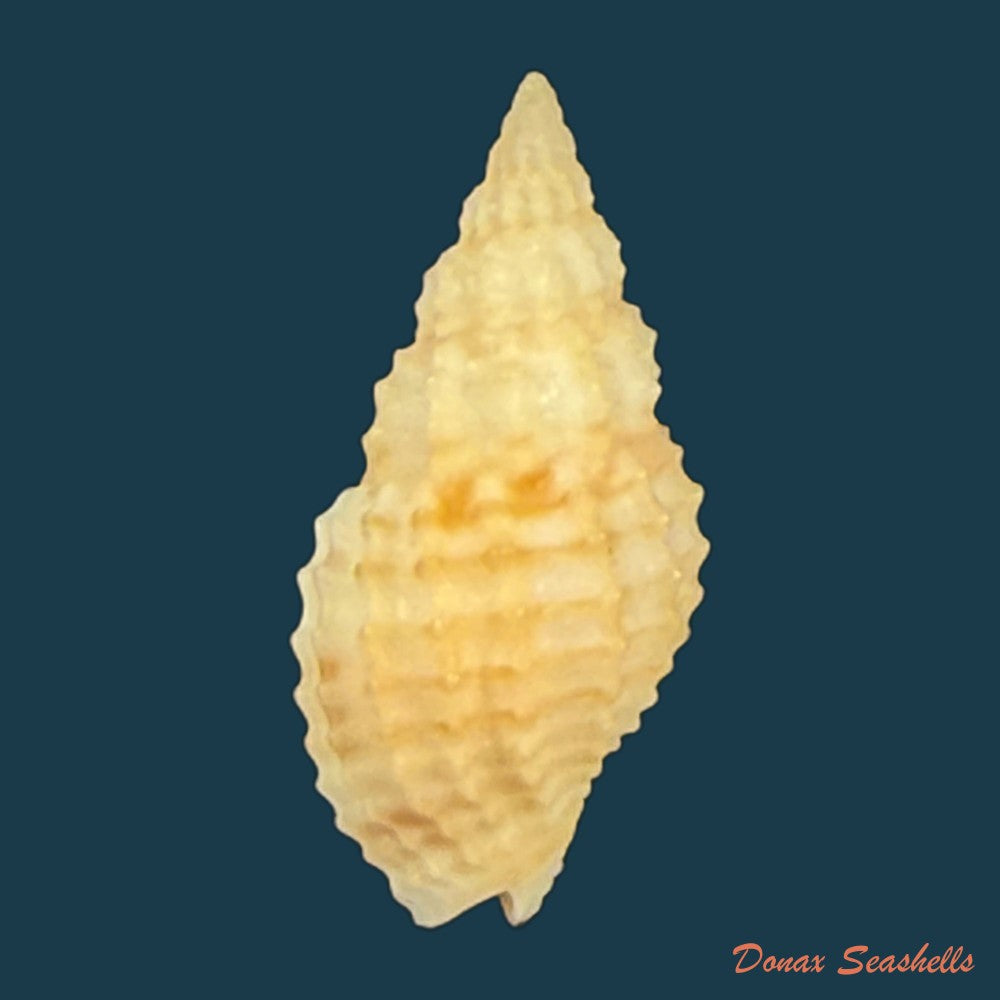 antillophos-candeanus-a-dorbigny-1853-21-7mm-copia-2