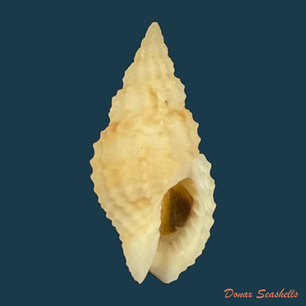 antillophos-candeanus-a-dorbigny-1853-21-7mm-copia-2