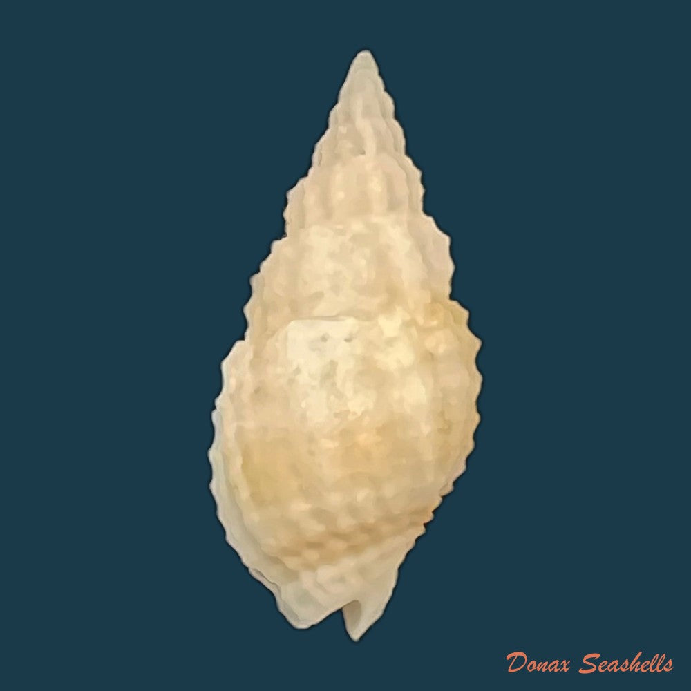 antillophos-candeanus-a-dorbigny-1853-21-7mm-copia
