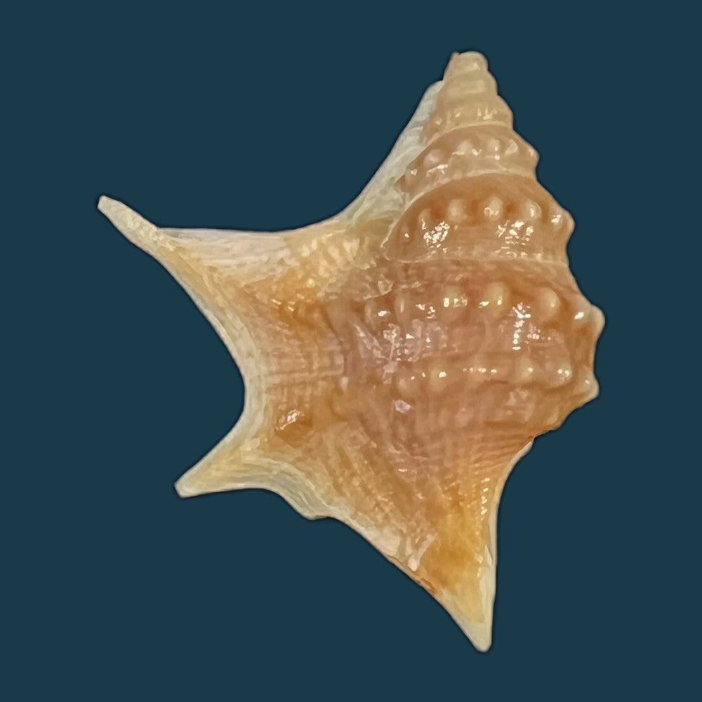 aporrhais-senegalensis-gray-1838-19-1mm-copia