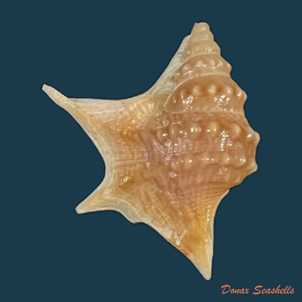aporrhais-senegalensis-gray-1838-19-1mm-copia
