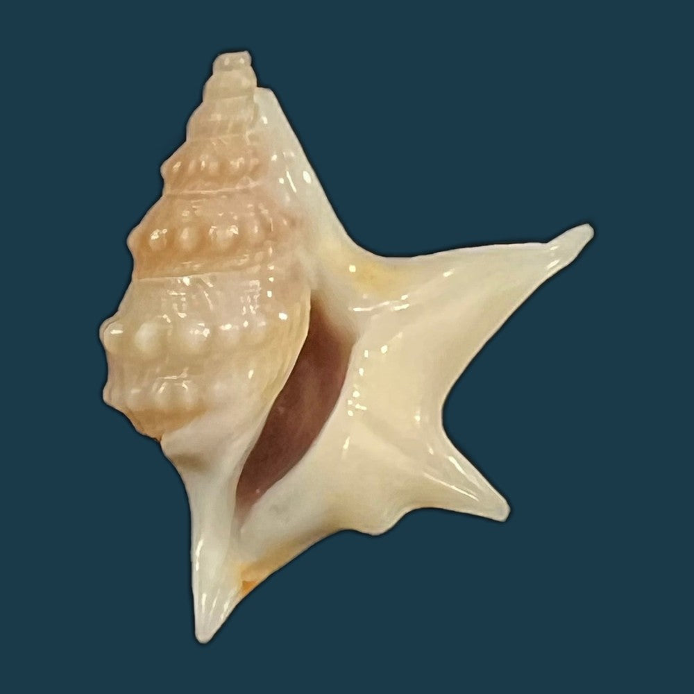 aporrhais-senegalensis-gray-1838-19-1mm-copia