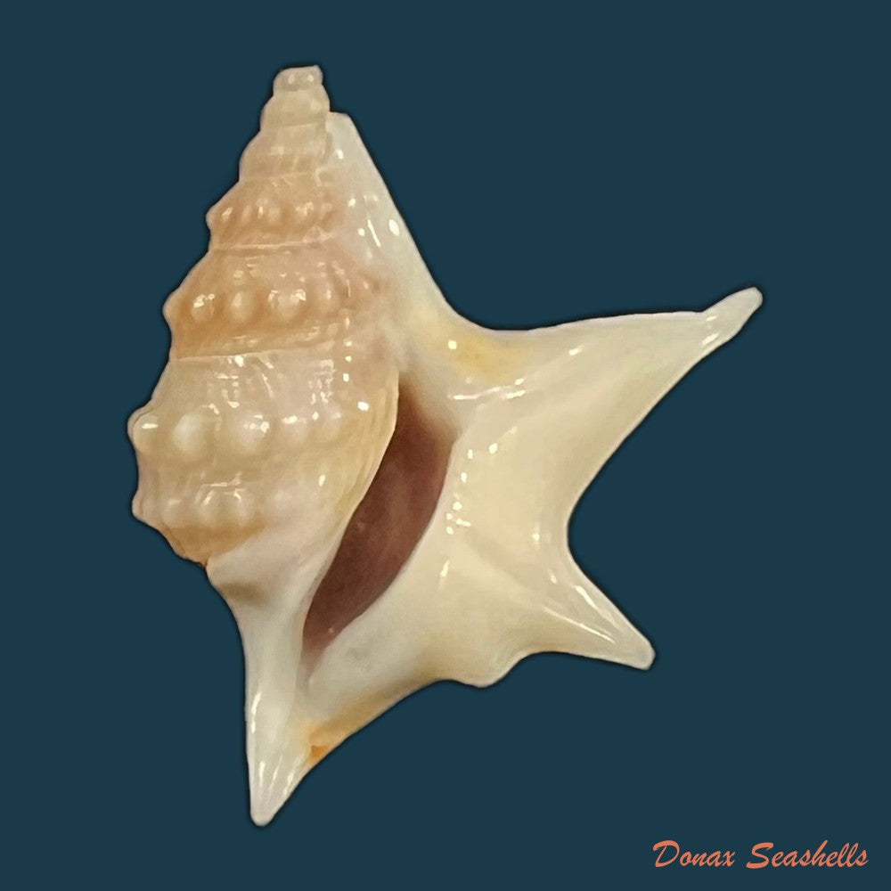 aporrhais-senegalensis-gray-1838-19-1mm-copia