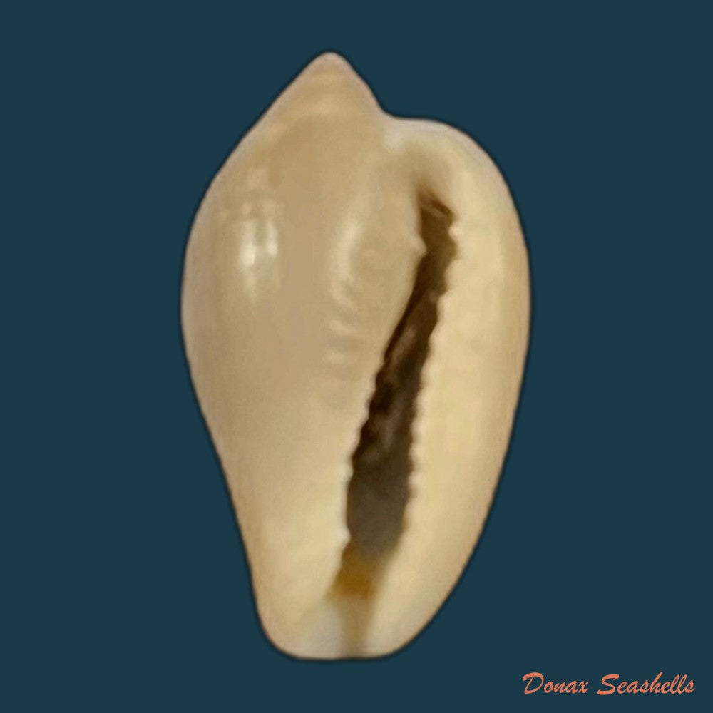 archierato-columbella-menke-1847-8-5mm-copia