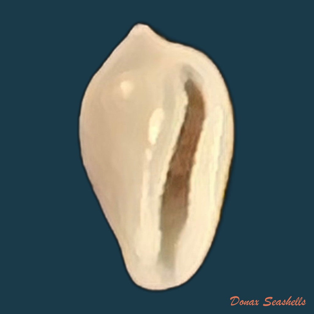 archierato-columbella-menke-1847-9-5mm-copia