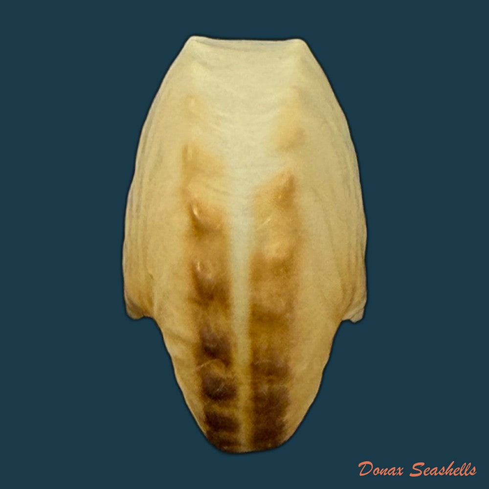 argonauta-nodosus-lightfoot-1786-107-3mm-copia