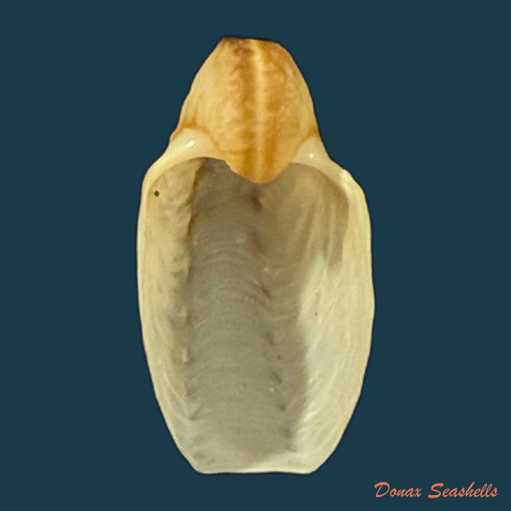 argonauta-nodosus-lightfoot-1786-107-3mm-copia