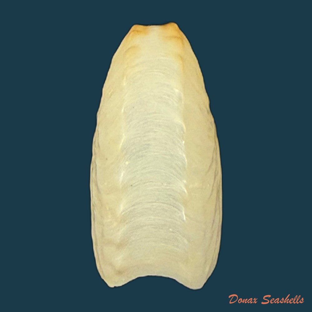 argonauta-nodosus-lightfoot-1786-107-3mm-copia