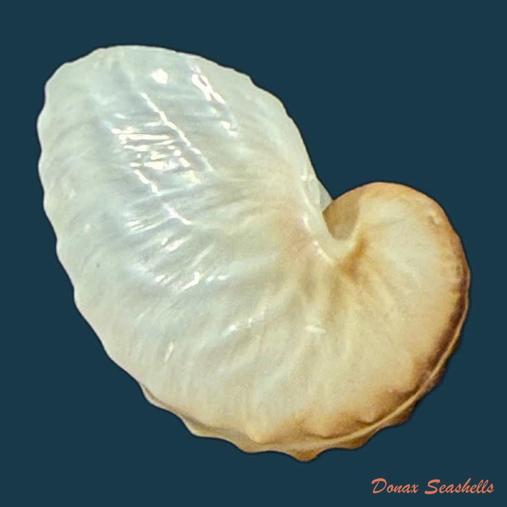 argonauta-nodosus-lightfoot-1786-107-3mm-copia