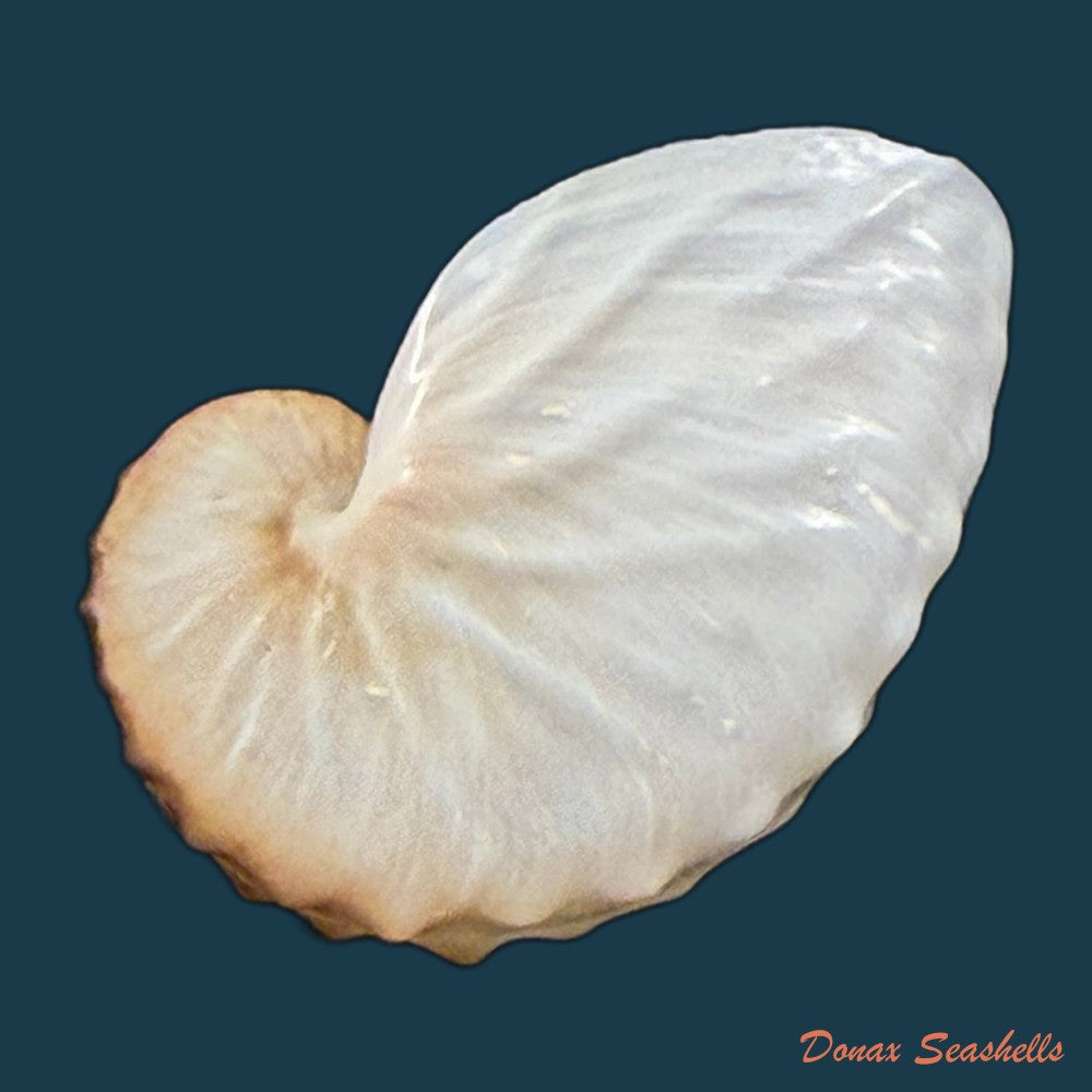 argonauta-nodosus-lightfoot-1786-107-3mm-copia