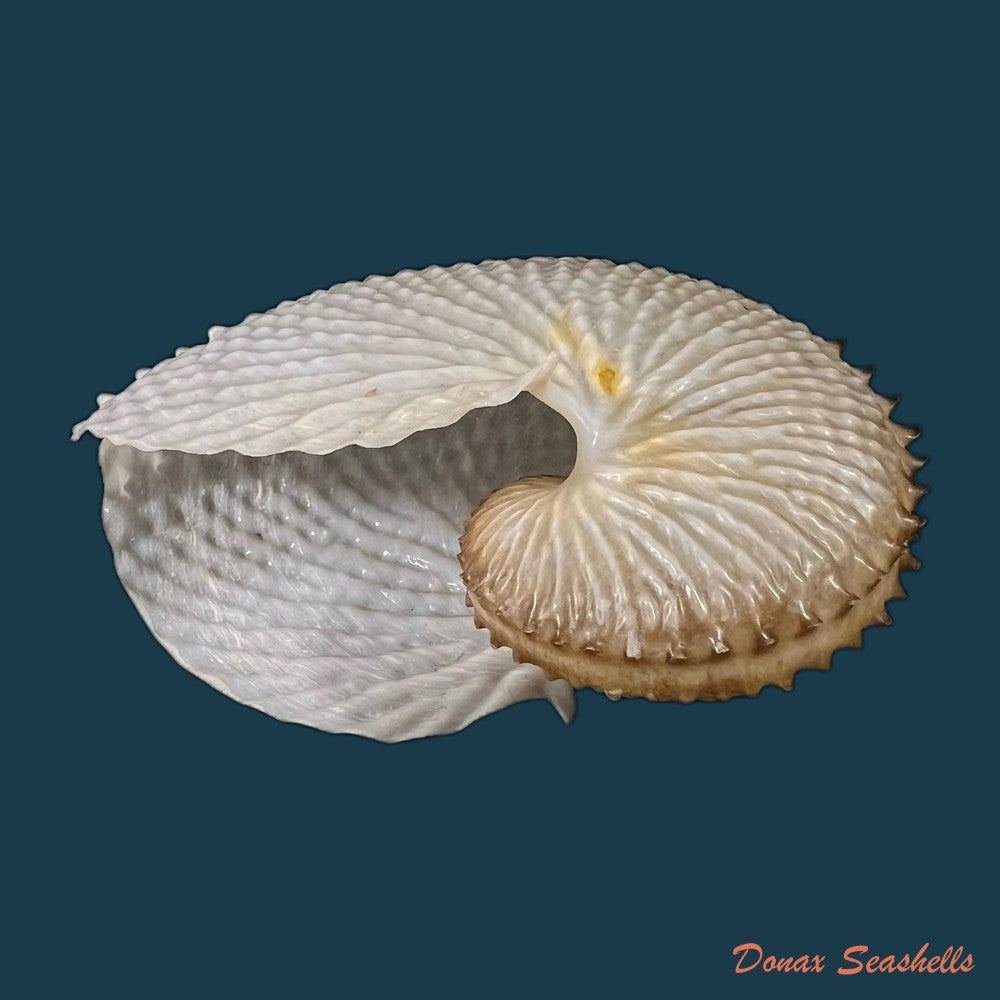 argonauta-nodosus-lightfoot-1786-119-5mm-copia