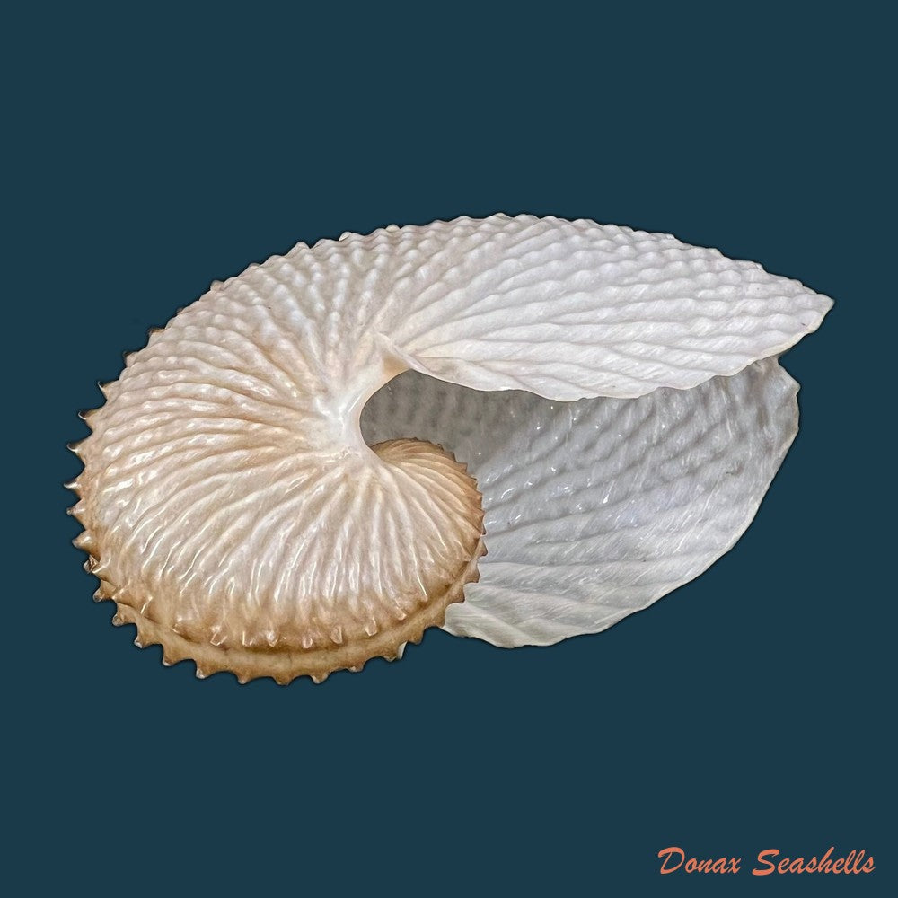 argonauta-nodosus-lightfoot-1786-119-5mm-copia