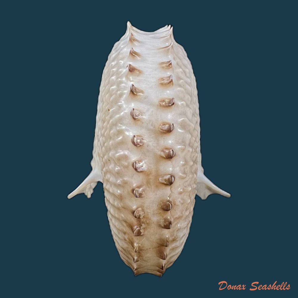 argonauta-nodosus-lightfoot-1786-119-5mm-copia