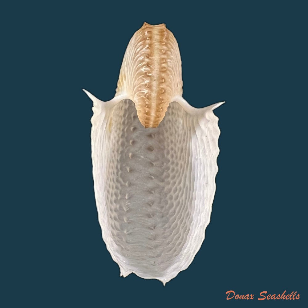 argonauta-nodosus-lightfoot-1786-119-5mm-copia