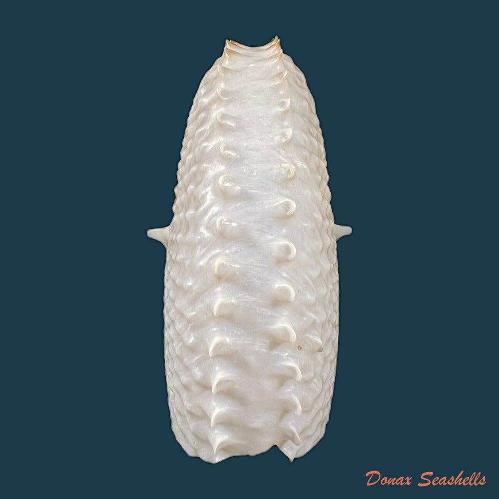 argonauta-nodosus-lightfoot-1786-119-5mm-copia