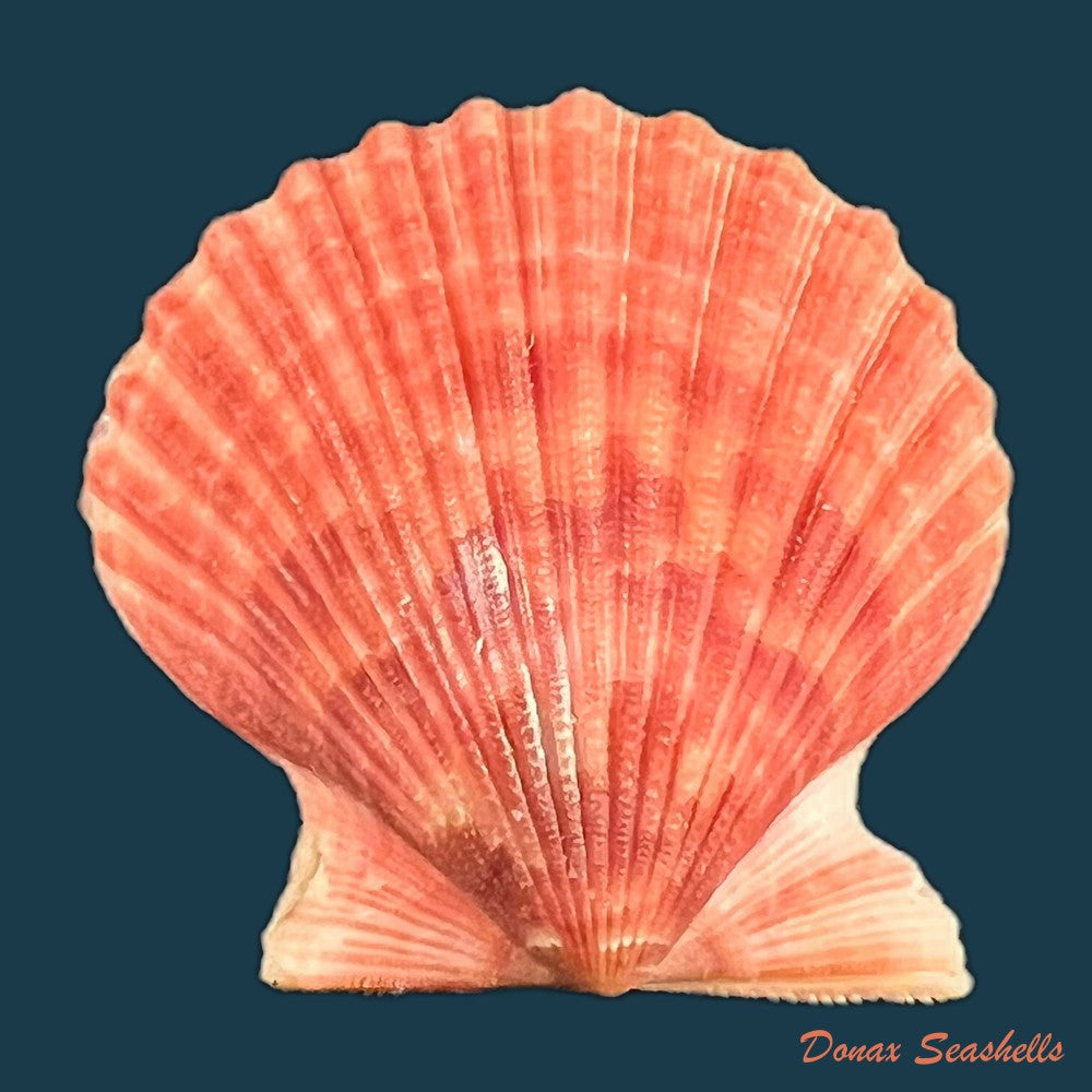 argopecten-irradians-lamarck-1819-46-8mm-copia