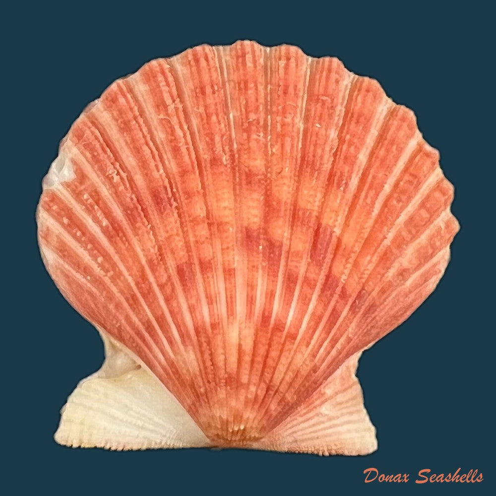 argopecten-irradians-lamarck-1819-46-8mm-copia