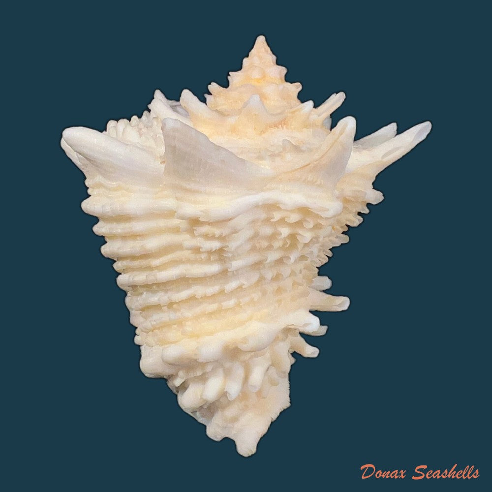 aristovasum-cassiforme-kiener-1840-102mm-copia