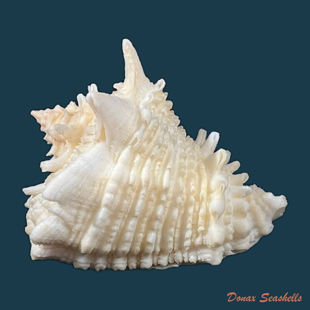 aristovasum-cassiforme-kiener-1840-102mm-copia