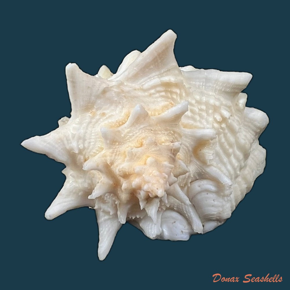 aristovasum-cassiforme-kiener-1840-102mm-copia