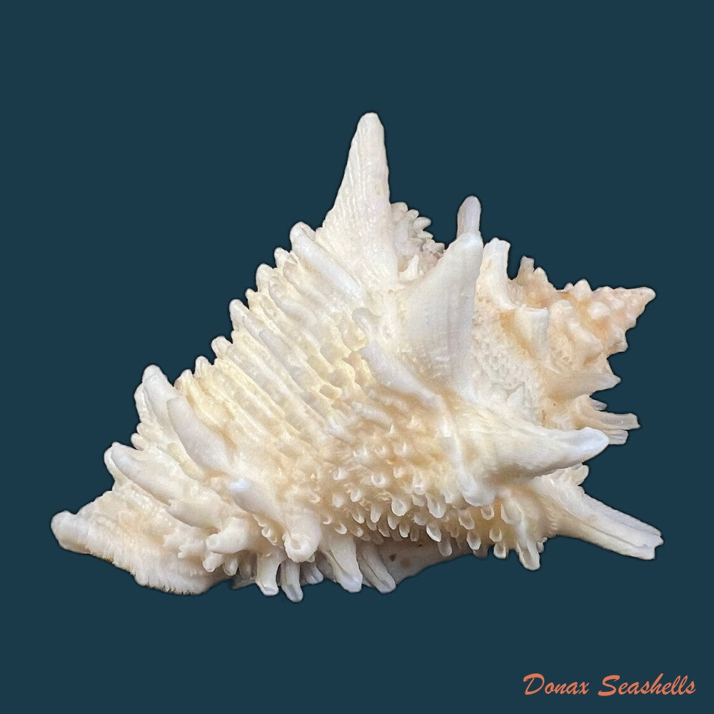 aristovasum-cassiforme-kiener-1840-102mm-copia