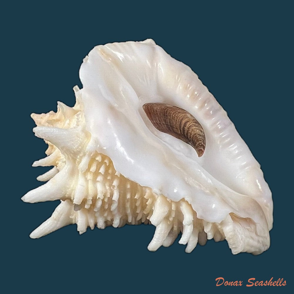aristovasum-cassiforme-kiener-1840-102mm-copia