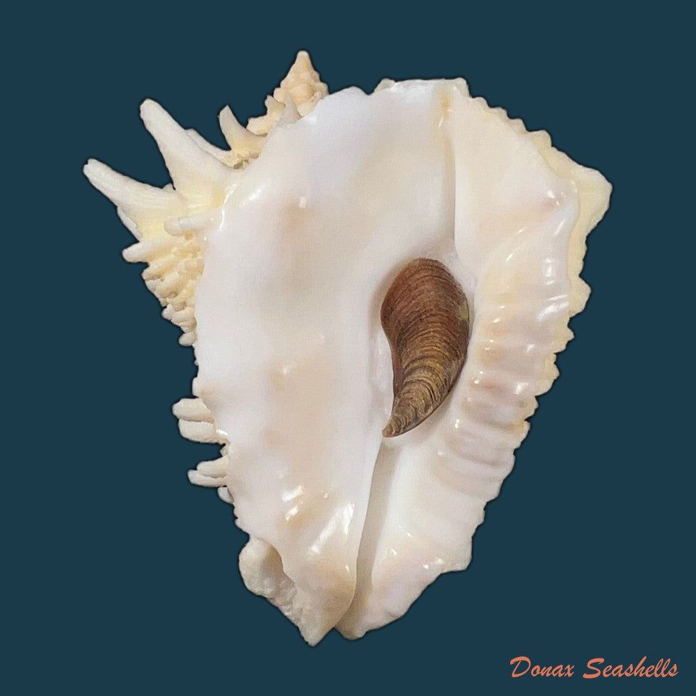aristovasum-cassiforme-kiener-1840-102mm-copia