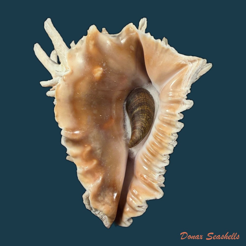 aristovasum-cassiforme-kiener-1840-103-1mm-copia