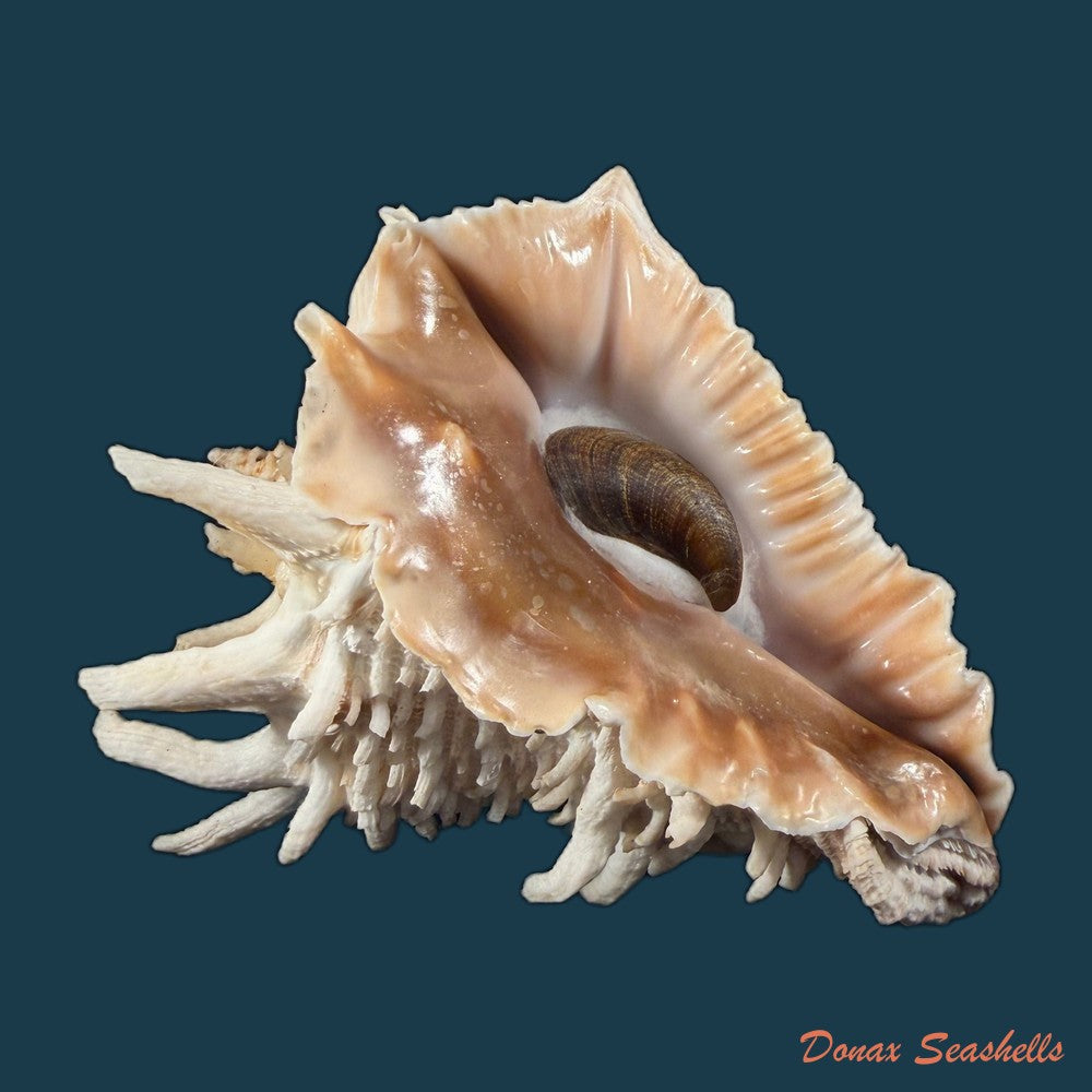 aristovasum-cassiforme-kiener-1840-103-1mm-copia