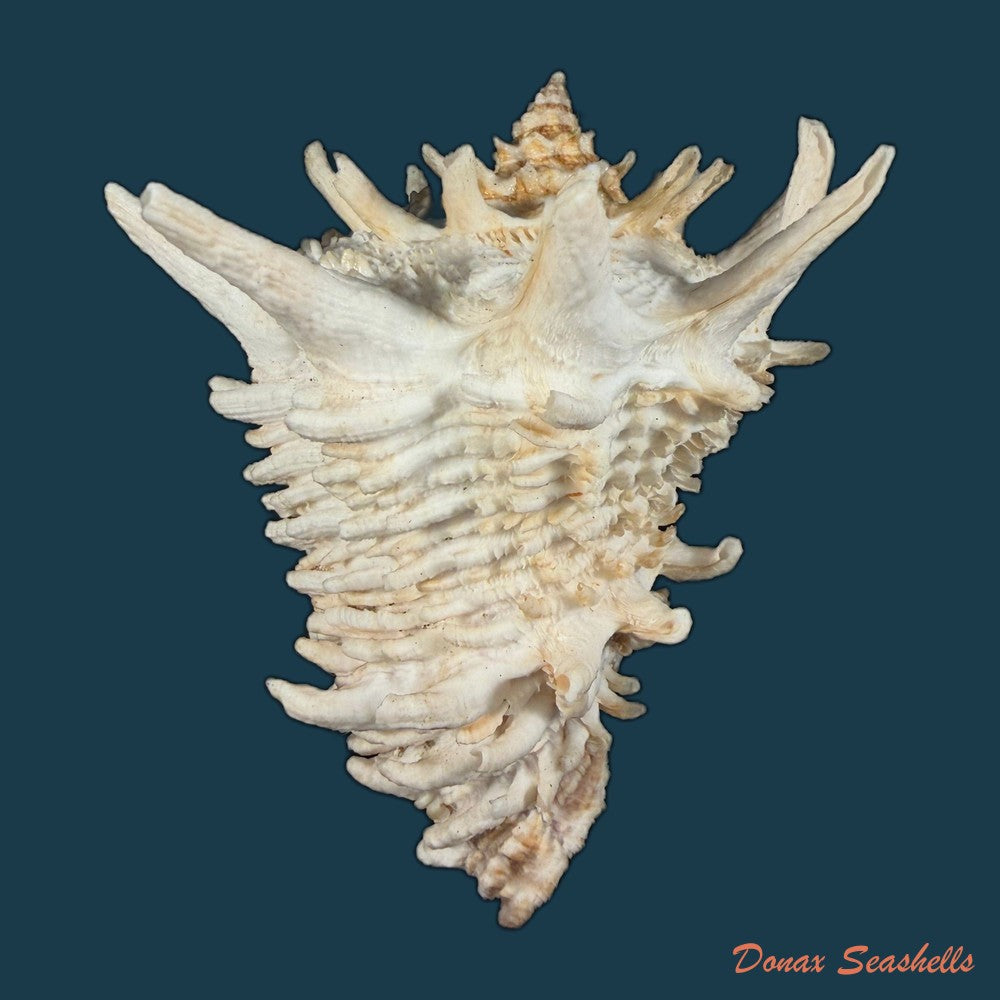 aristovasum-cassiforme-kiener-1840-103-1mm-copia