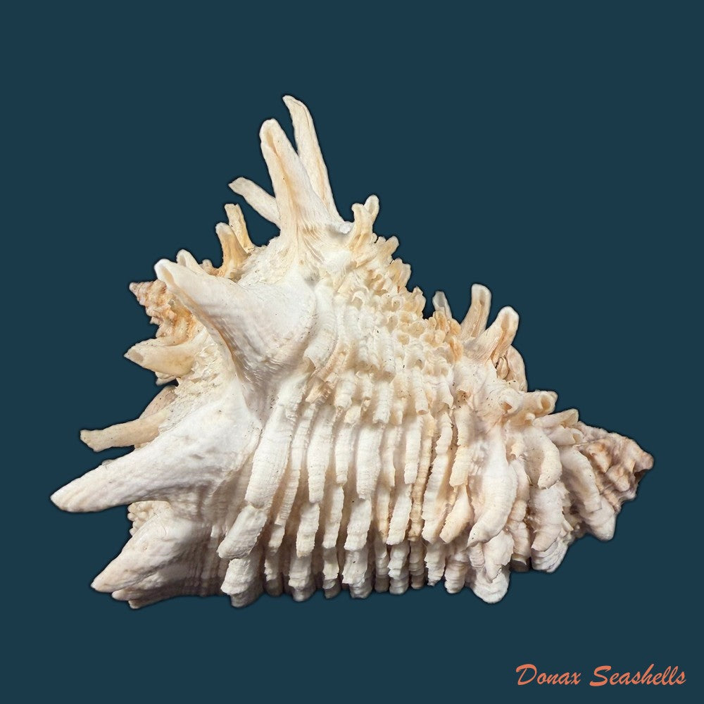 aristovasum-cassiforme-kiener-1840-103-1mm-copia