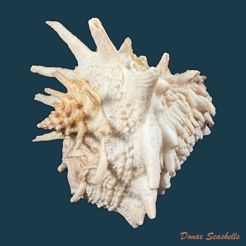 aristovasum-cassiforme-kiener-1840-103-1mm-copia