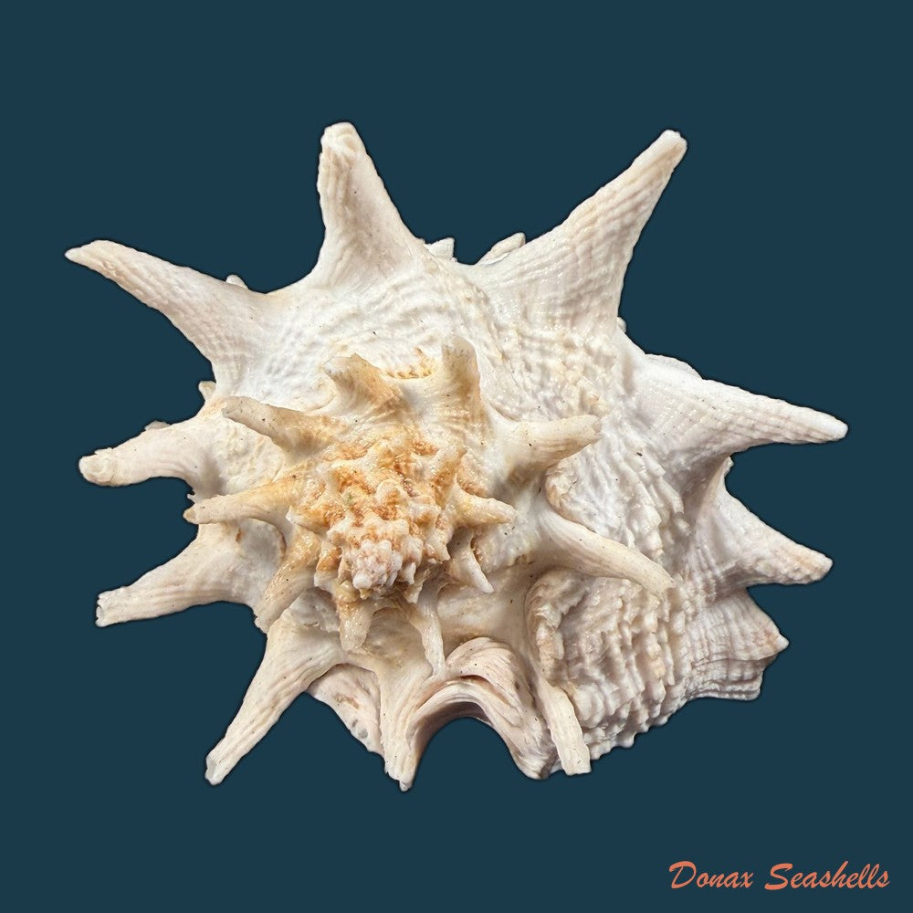 aristovasum-cassiforme-kiener-1840-103-1mm-copia