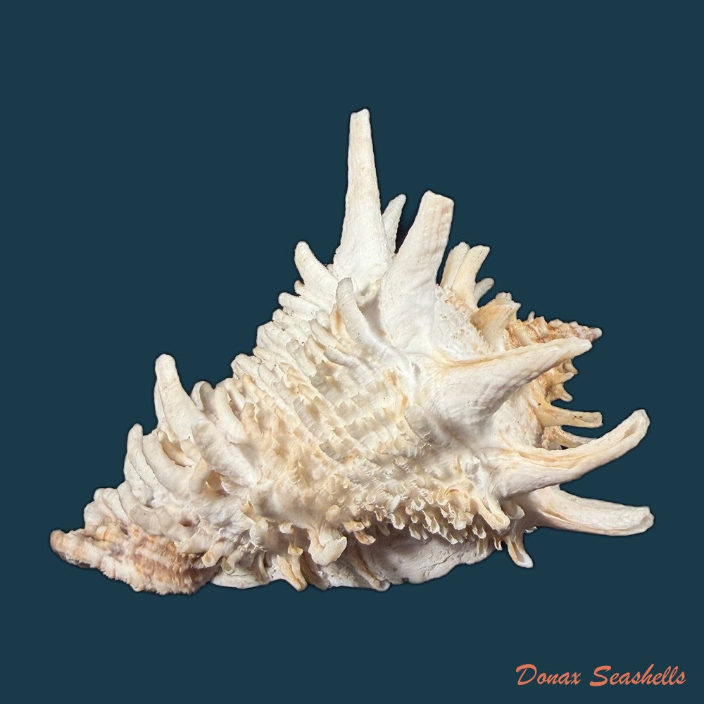 aristovasum-cassiforme-kiener-1840-103-1mm-copia