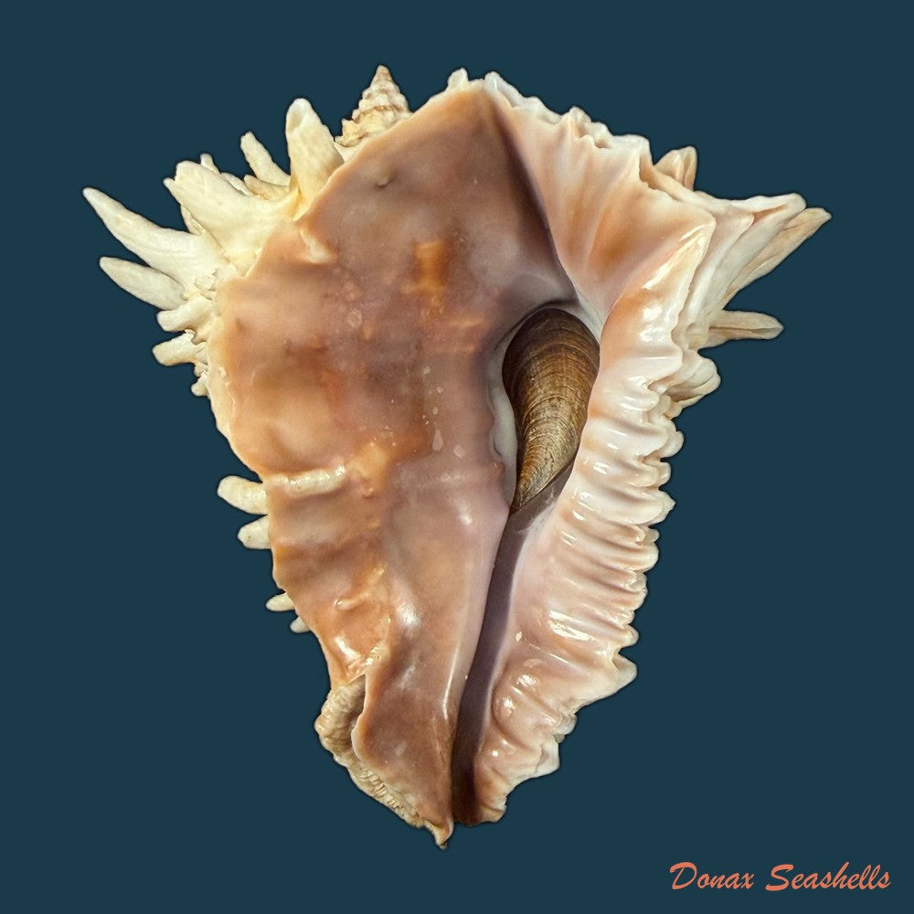 aristovasum-cassiforme-kiener-1840-106-1mm-copia