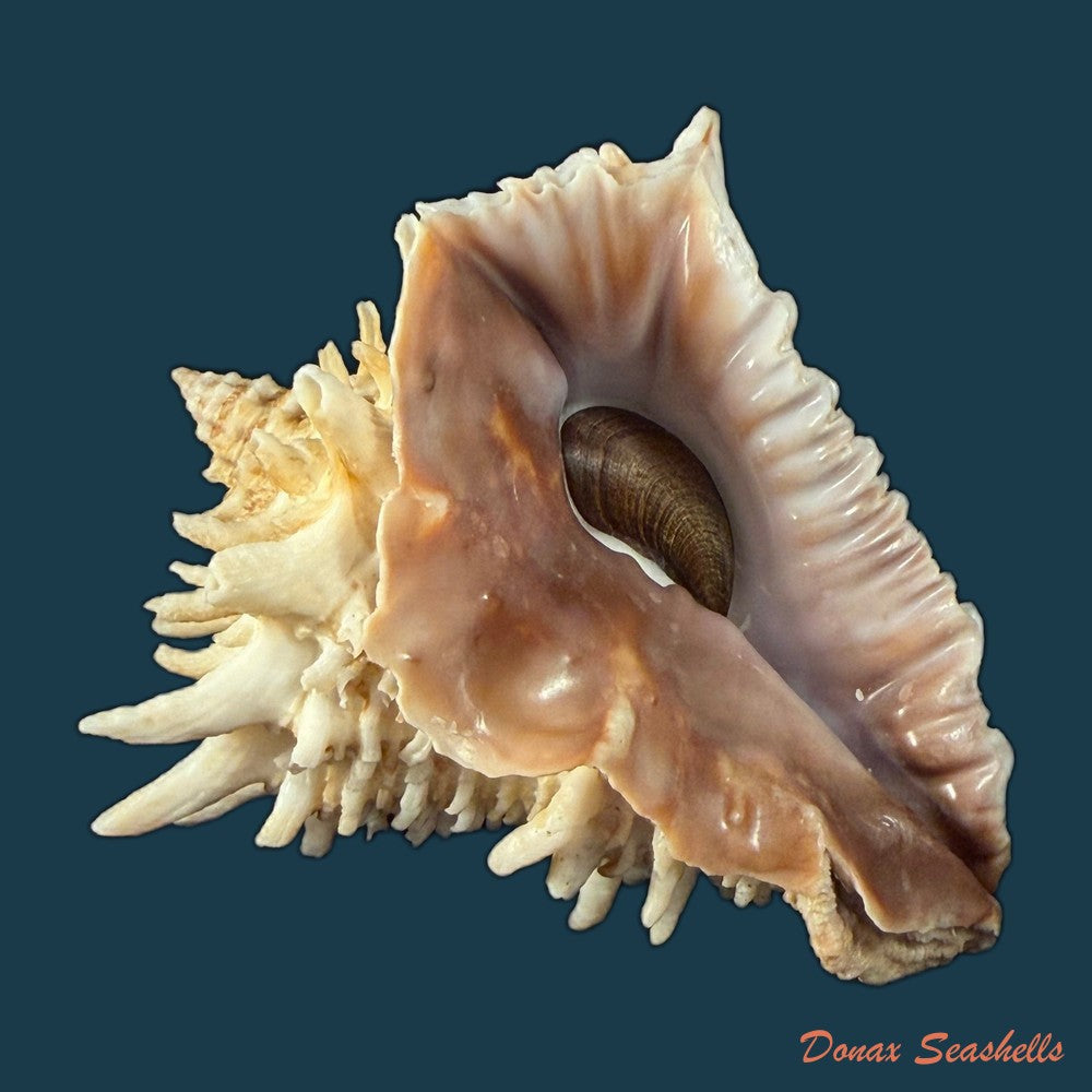aristovasum-cassiforme-kiener-1840-106-1mm-copia