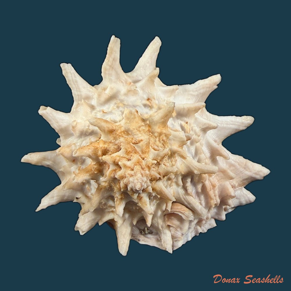 aristovasum-cassiforme-kiener-1840-106-1mm-copia