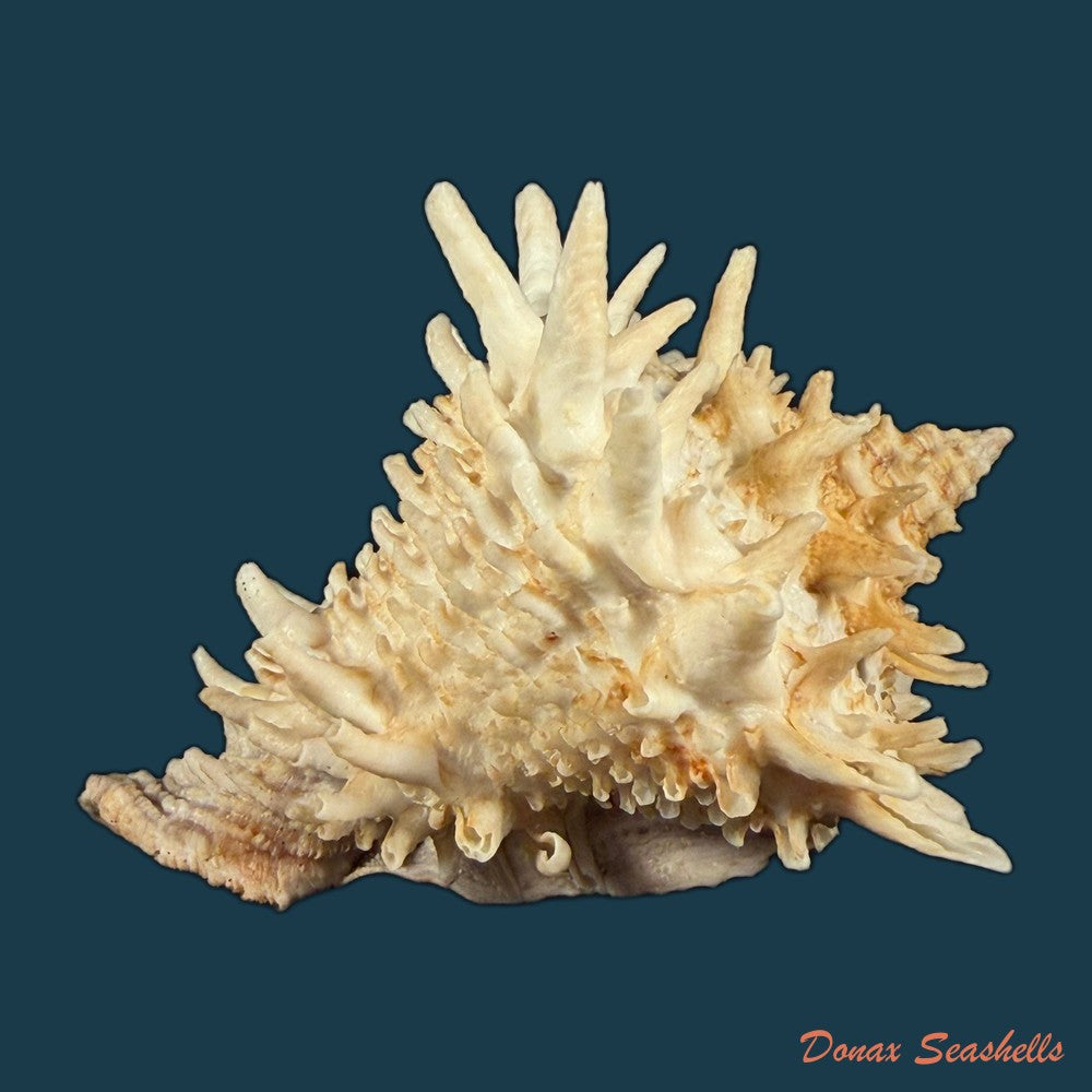 aristovasum-cassiforme-kiener-1840-106-1mm-copia