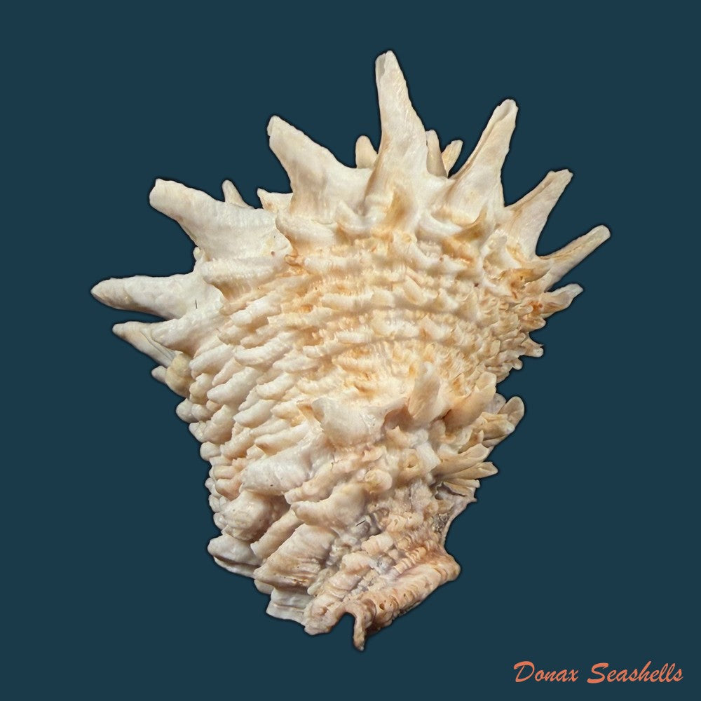 aristovasum-cassiforme-kiener-1840-106-1mm-copia