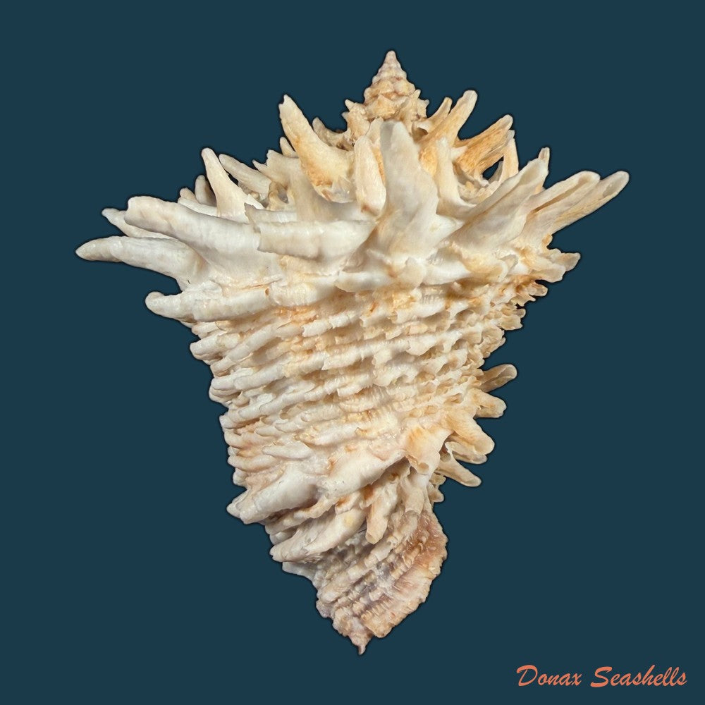 aristovasum-cassiforme-kiener-1840-106-1mm-copia