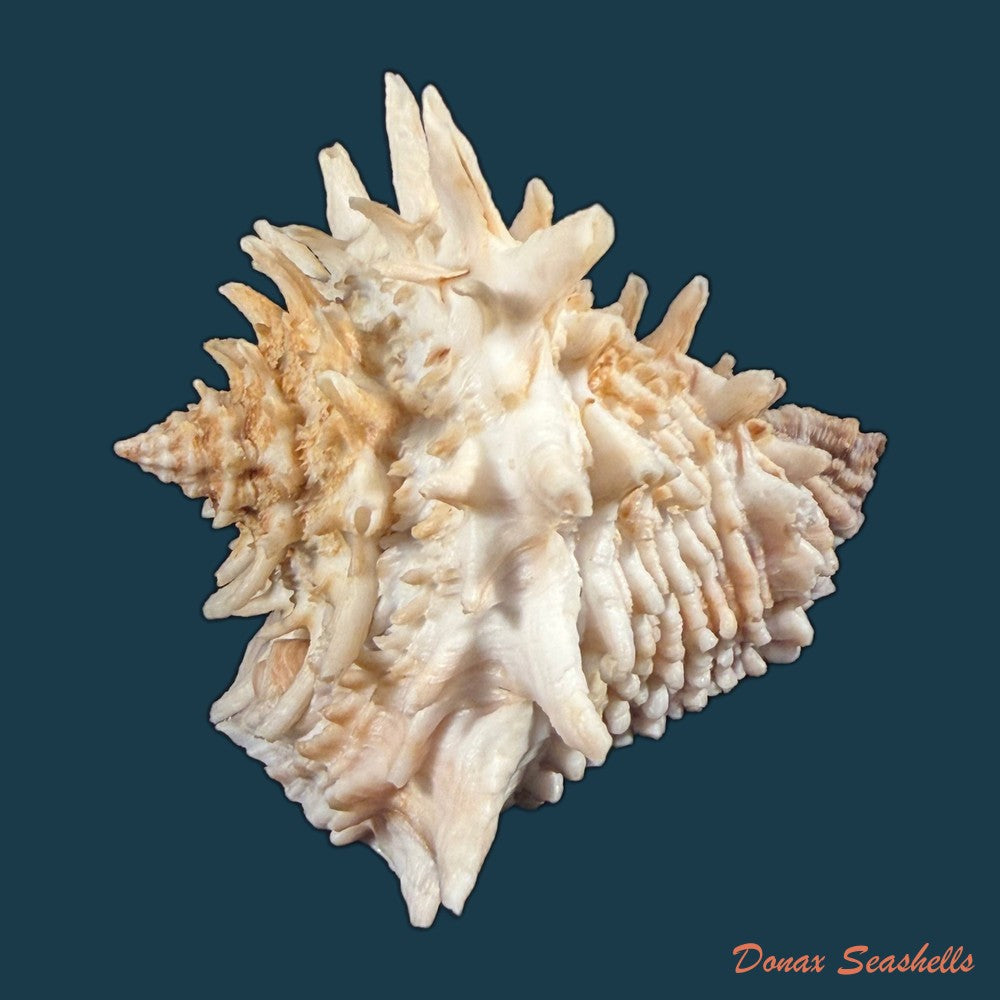 aristovasum-cassiforme-kiener-1840-106-1mm-copia