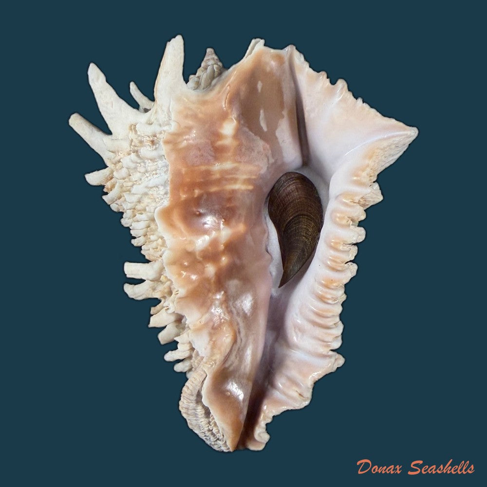 aristovasum-cassiforme-kiener-1840-108-3mm-copia
