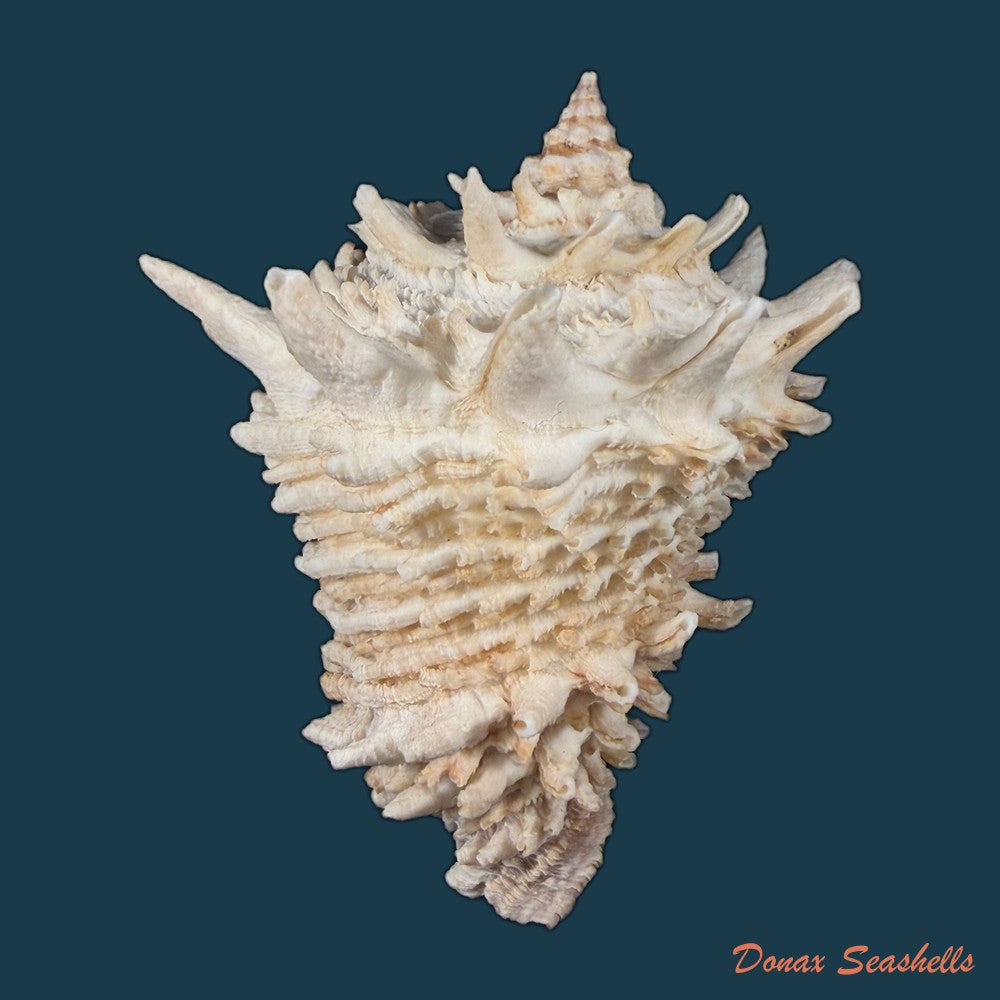 aristovasum-cassiforme-kiener-1840-108-3mm-copia